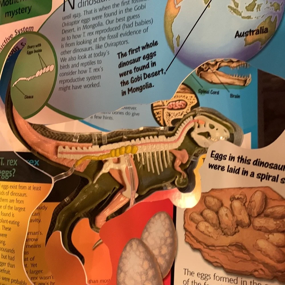 Uncover a T. Rex book 3D model dinosaur Dino anatomy facts learning ages 8+ VGUC